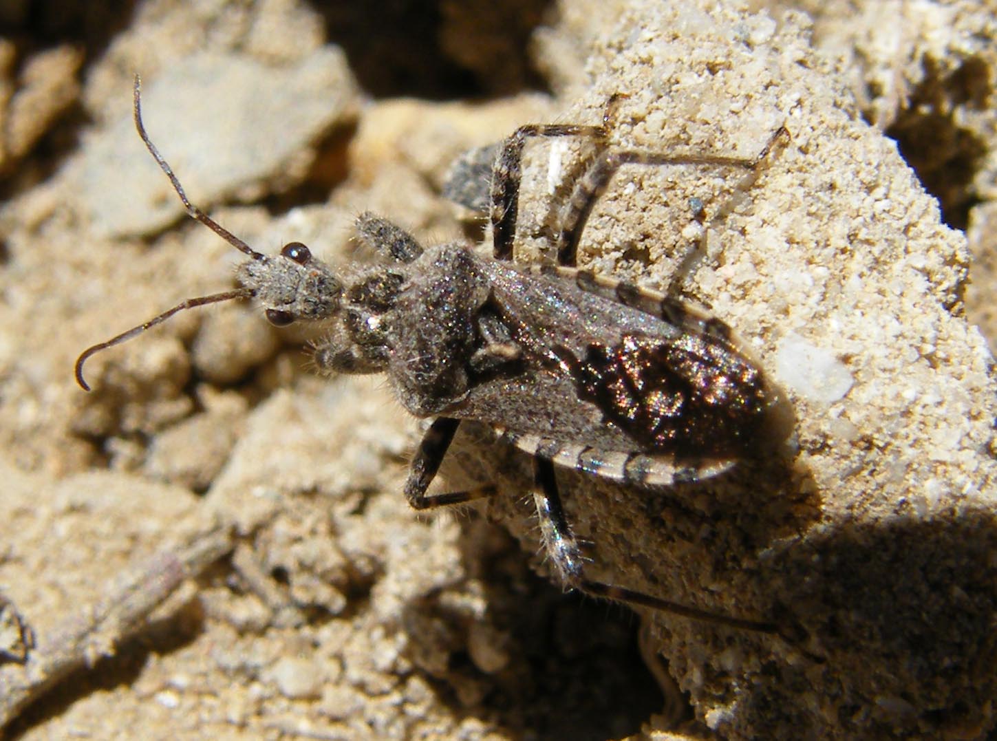 Coranus griseus ?
